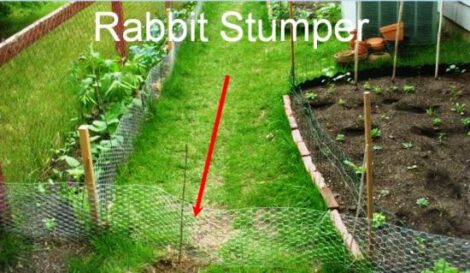 Garden Pest Management: How to Build a Rabbit-Proof Fence and Slug Traps Image